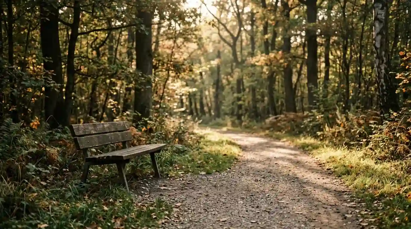Leere Holzbank am Rand eines ruhigen Parks im Gegenlicht des späten Nachmittags